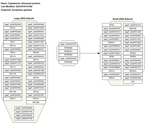 Cytoplasmic ribosomal proteins