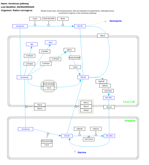 Irinotecan pathway