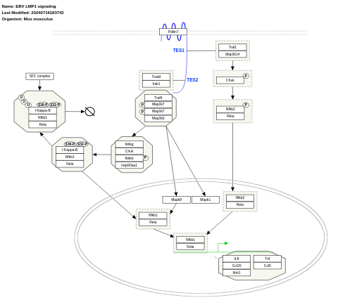 EBV LMP1 signaling