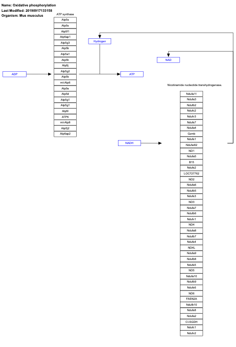 Oxidative phosphorylation