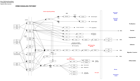 ErbB signaling pathway