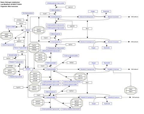 Estrogen metabolism