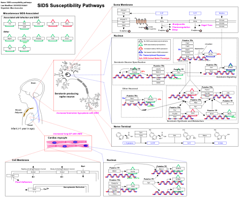 SIDS susceptibility pathways