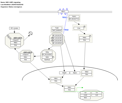 EBV LMP1 signaling