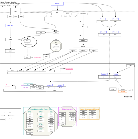 Estrogen signaling