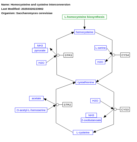 Homocysteine and cysteine interconversion