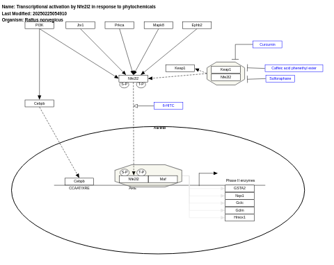 Transcriptional activation by Nfe2l2 in response to phytochemicals