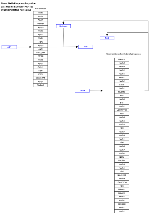 Oxidative phosphorylation