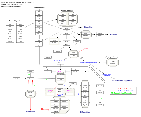 Wnt signaling pathway and pluripotency