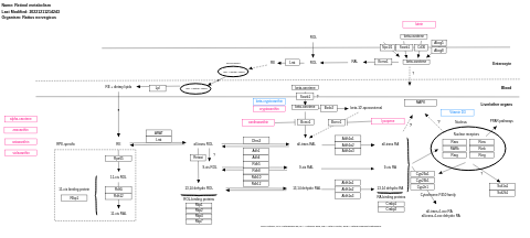 Retinol metabolism