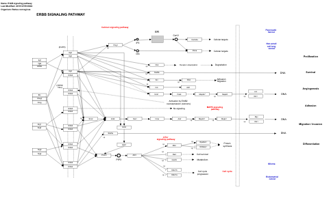 ErbB signaling pathway