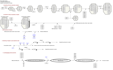 DNA replication