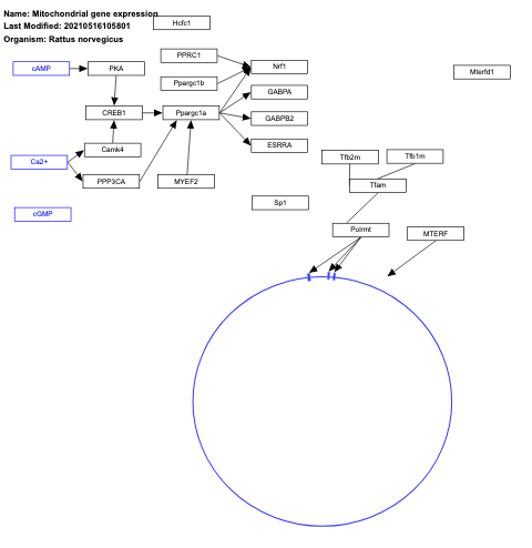 Mitochondrial gene expression