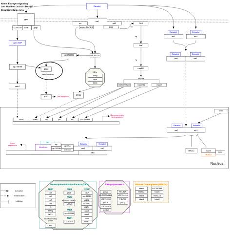 Estrogen signaling