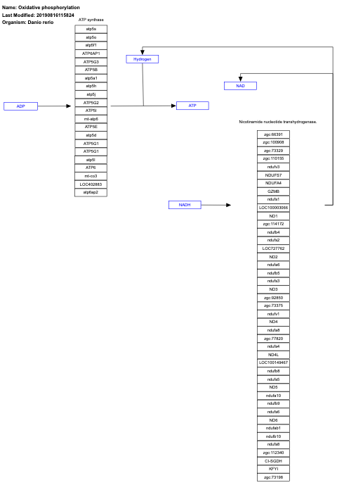 Oxidative phosphorylation