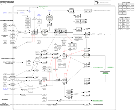 MAPK signaling pathway