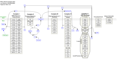 Electron transport chain