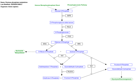 Pentose phosphate metabolism