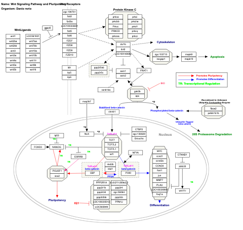 Wnt Signaling Pathway and Pluripotency