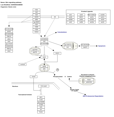 Wnt signaling pathway