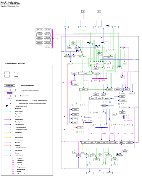 IL-6 signaling pathway