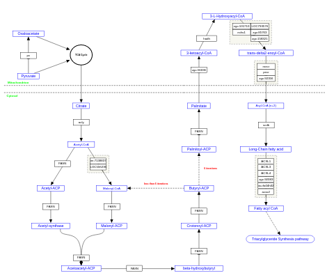 Fatty acid biosynthesis