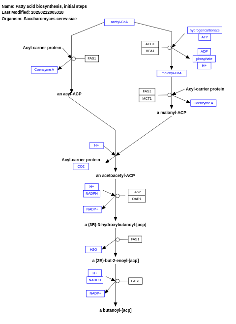 Fatty acid biosynthesis, initial steps