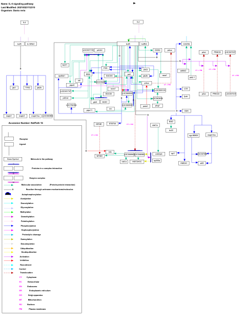 IL-4 signaling pathway