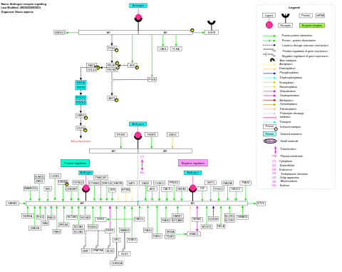 Androgen receptor signaling pathway