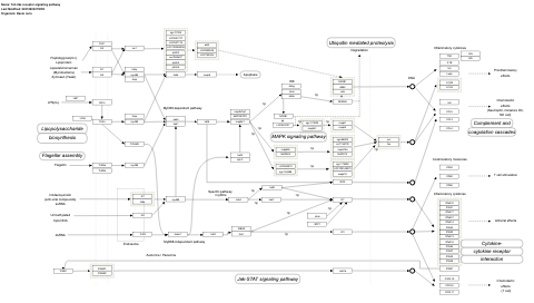 Toll-like receptor signaling pathway