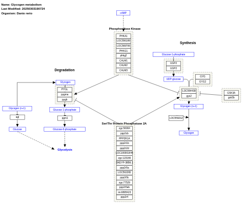 Glycogen metabolism