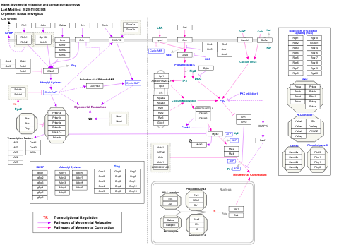 Myometrial relaxation and contraction pathways