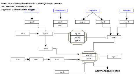 Neurotransmitter release in cholinergic motor neurons