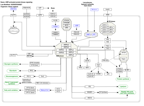 AMP-activated protein kinase signaling