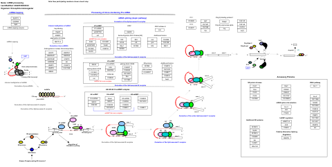 mRNA processing