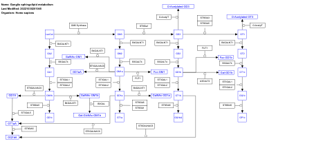 Ganglio sphingolipid metabolism