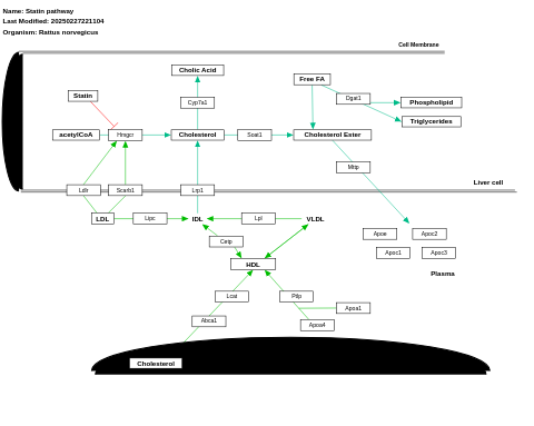 Statin pathway