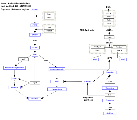 Nucleotide metabolism