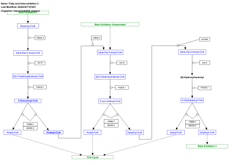 Fatty acid beta-oxidation 2