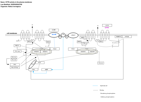 CFTR activity in the plasma membrane