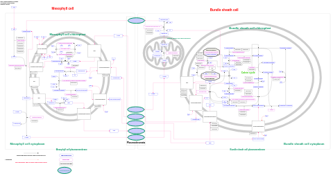 Carbon assimilation C4 pathway