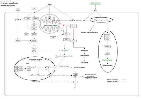 Oxidative damage response