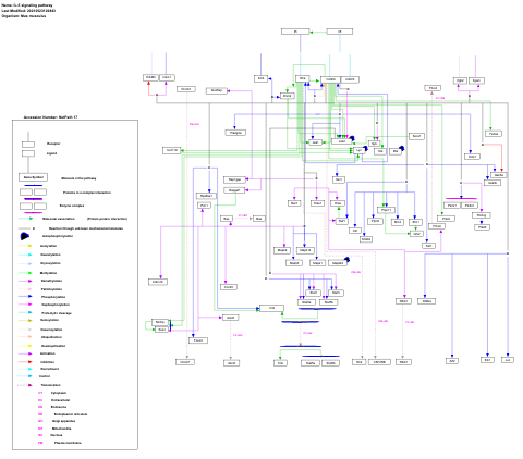 IL-5 signaling pathway