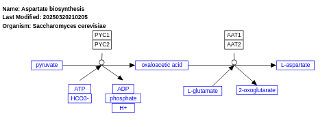 Aspartate biosynthesis