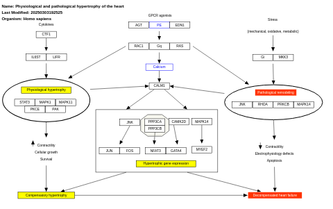 Physiological and pathological hypertrophy of the heart