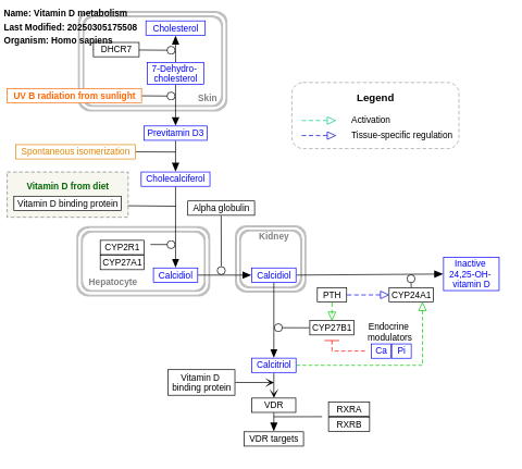 Vitamin D metabolism