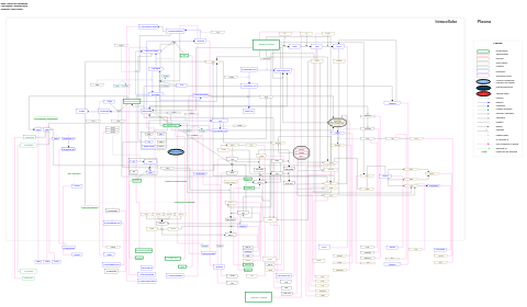 Vitamin B12 metabolism