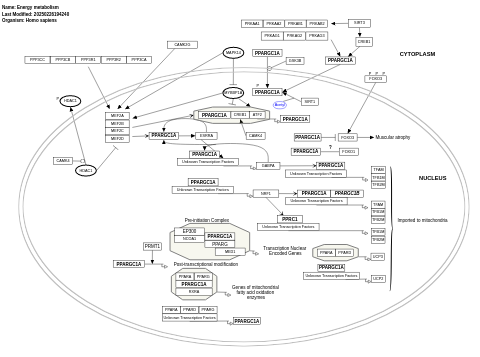 Energy metabolism