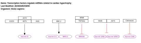 Transcription factors regulate miRNAs related to cardiac hypertrophy