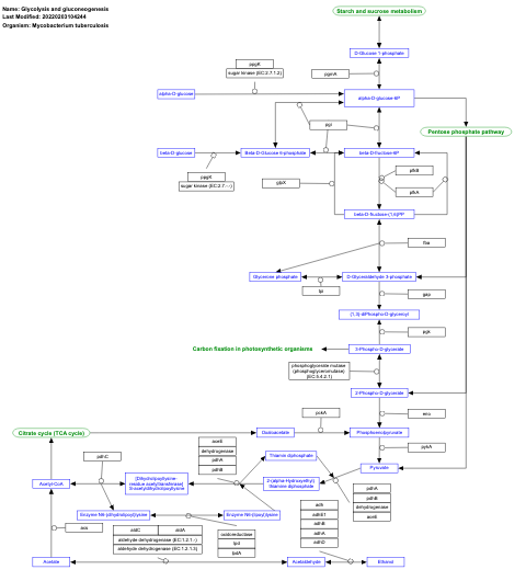 Glycolysis and gluconeogenesis